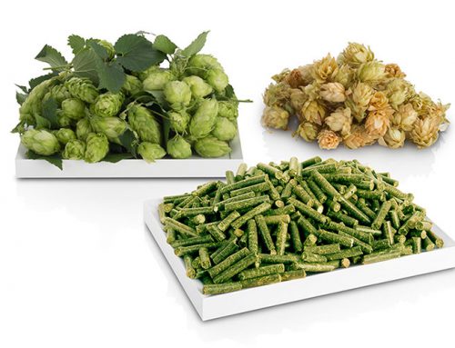 Hops Pellets for Craft Brewers or Brewery