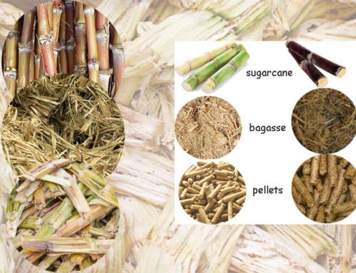 Investment Plan of Bagasse Pellet Fuel in Brazil